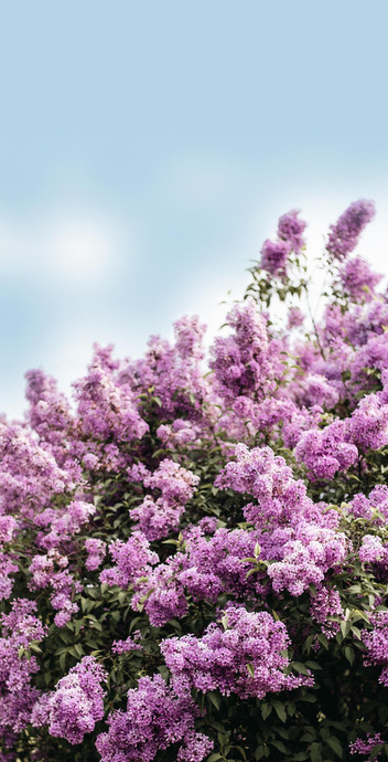 丁香花高清壁纸【丁香花的外貌】