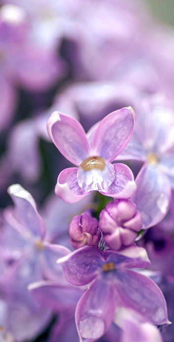 丁香花高清壁纸【丁香花的外貌】