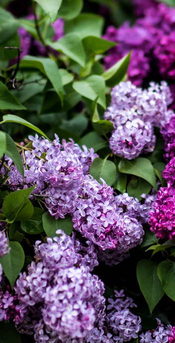 丁香花高清壁纸【丁香花的外貌】