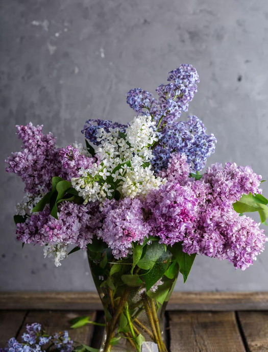 丁香花与哪个城市有关【丁香花的花语】