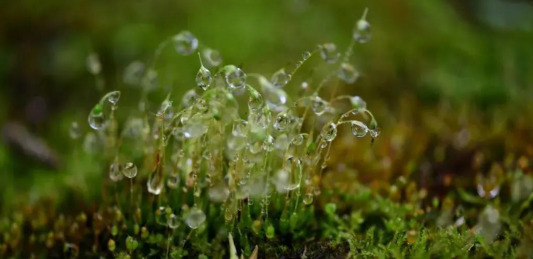 青苔图片【青苔图片放大图】