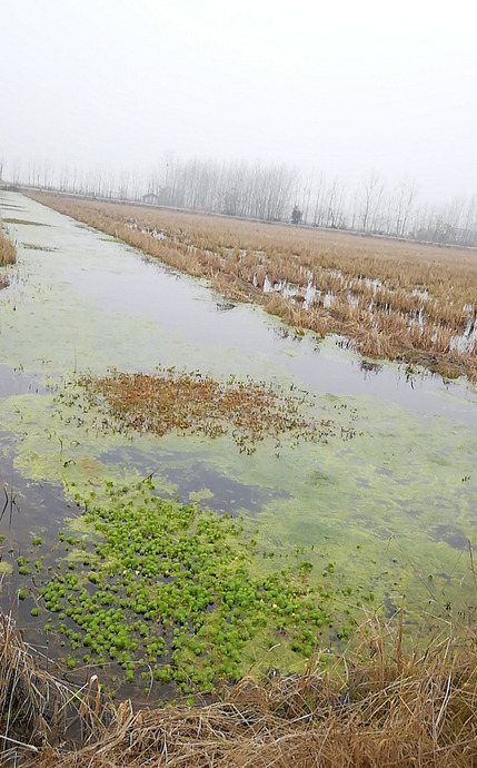 水里面的青苔图片【河里青苔图片】