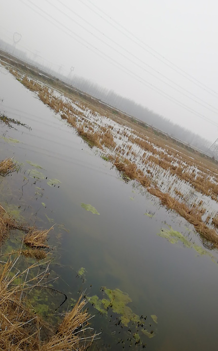 水里面的青苔图片【河里青苔图片】