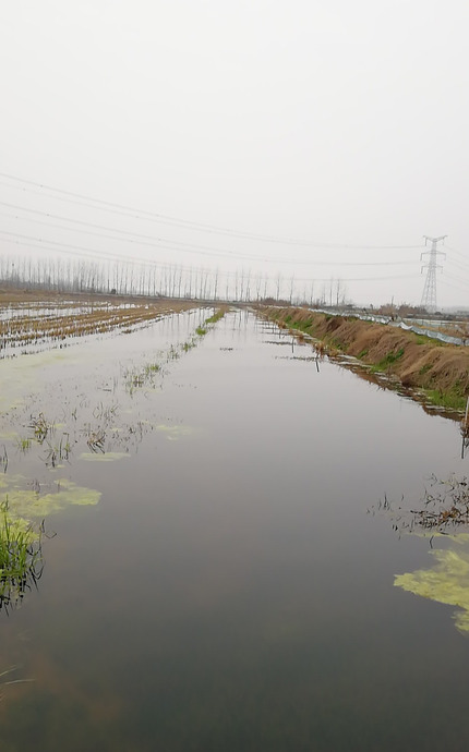 水里面的青苔图片【河里青苔图片】