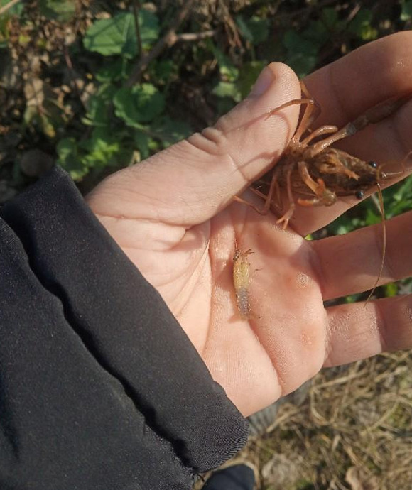 青苔的作用与功效【青苔有什么作用】