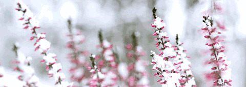 明天小雪节气祝福语【明天小雪祝福语】