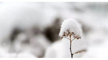 小雪时节的诗词【关于小雪的十首诗词】