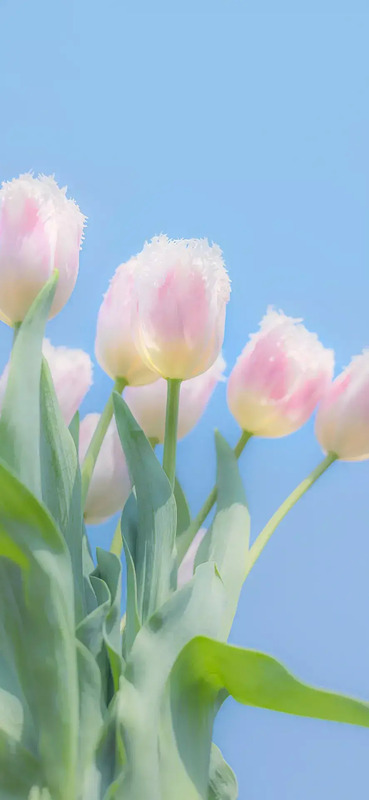 花朵图片【花朵图片唯美小清新】