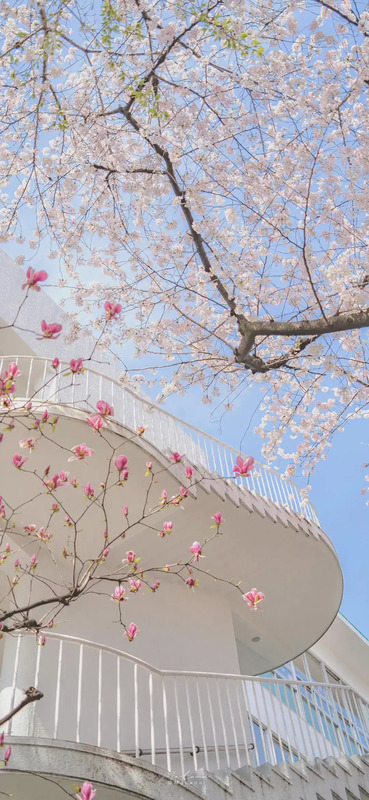 花朵图片【花朵图片唯美小清新】