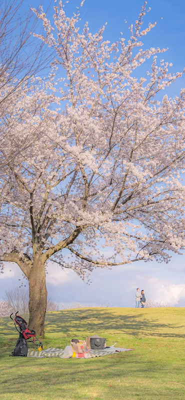 花朵图片【花朵图片唯美小清新】