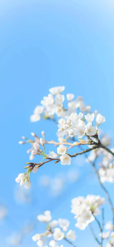 花朵图片【花朵图片唯美小清新】