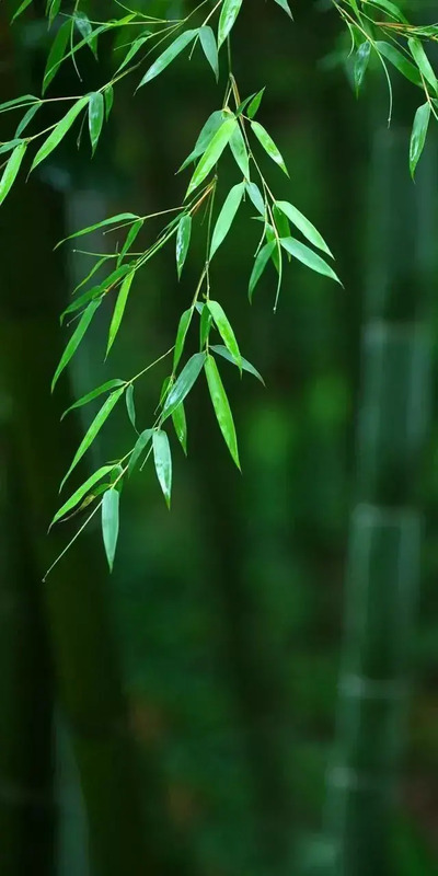 花朵图片【花朵图片唯美小清新】