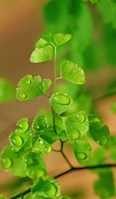 花朵图片【花朵图片唯美小清新】