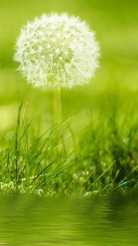 花朵图片【花朵图片唯美小清新】