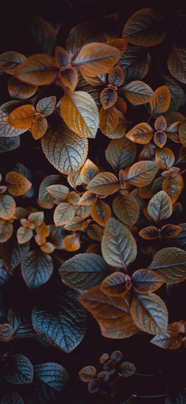 花朵图片【花朵图片唯美小清新】