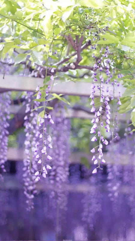 花朵图片【花朵图片唯美小清新】