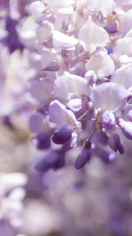 花朵图片【花朵图片唯美小清新】