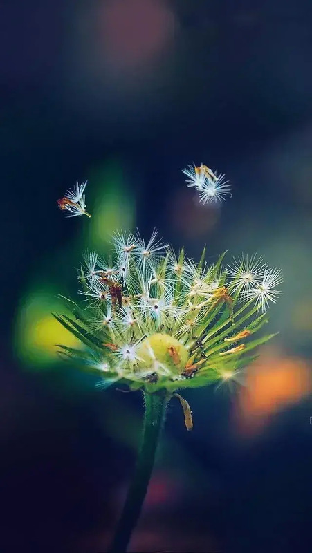 花朵图片【花朵图片唯美小清新】