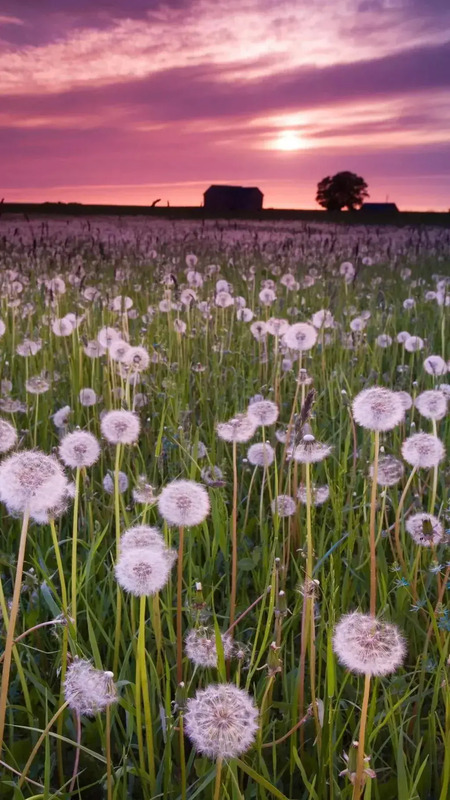 花朵图片【花朵图片唯美小清新】