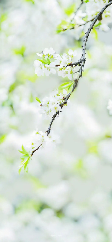 花朵图片【花朵图片唯美小清新】