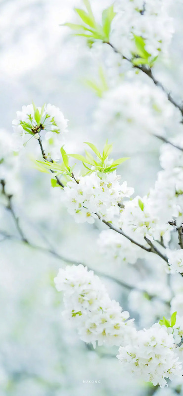 花朵图片【花朵图片唯美小清新】