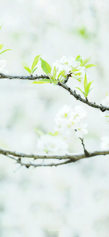 花朵图片【花朵图片唯美小清新】