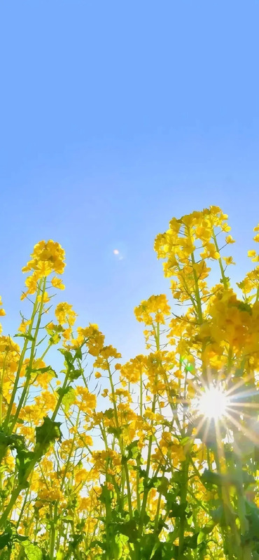 花朵图片 花朵图片唯美小清新