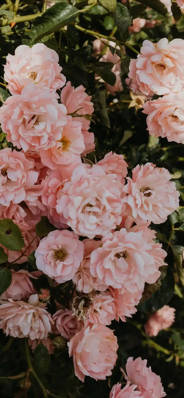 花朵图片 花朵图片唯美小清新