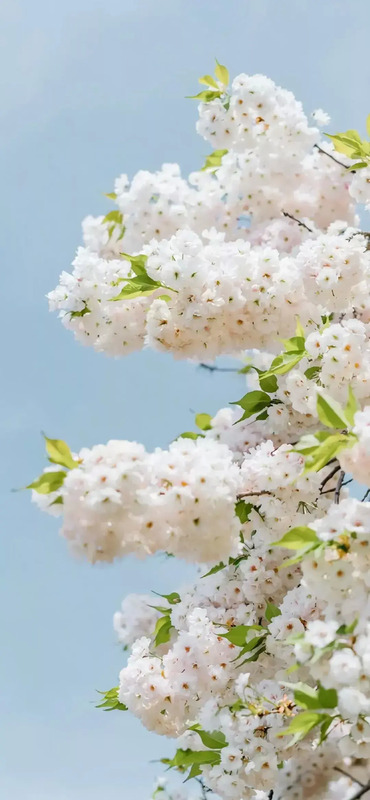 花朵图片【花朵图片唯美小清新】