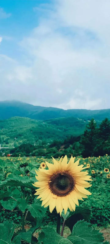 花朵图片【花朵图片唯美小清新】