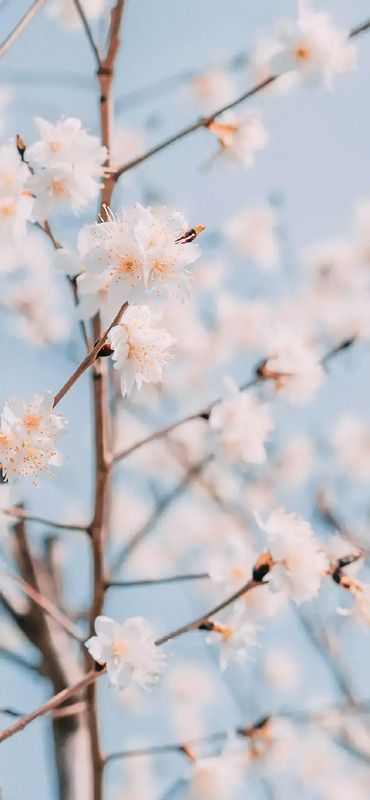 花朵图片【花朵图片唯美小清新】