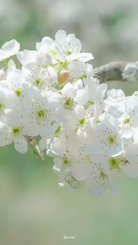 花朵图片【花朵图片唯美小清新】