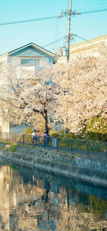 花朵图片【花朵图片唯美小清新】