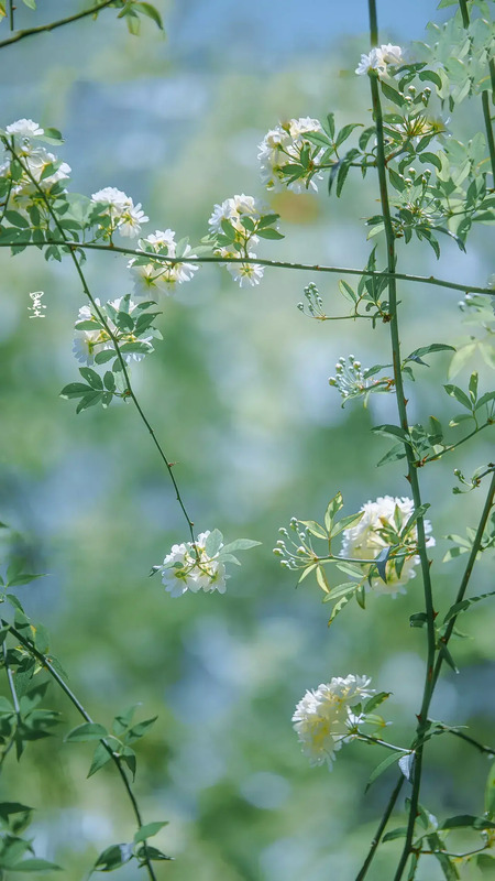 花朵图片【花朵图片唯美小清新】