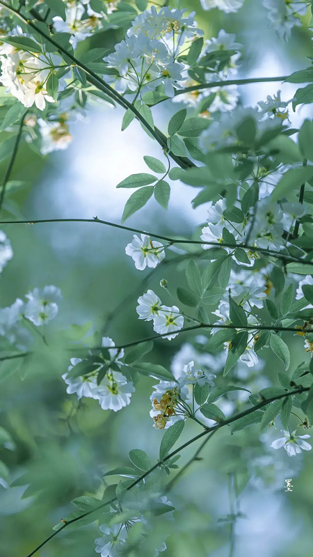 花朵图片【花朵图片唯美小清新】