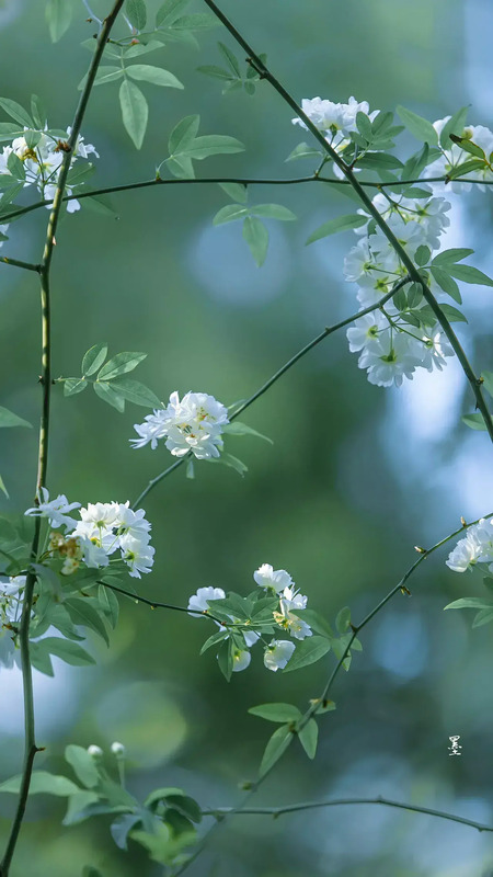 花朵图片【花朵图片唯美小清新】