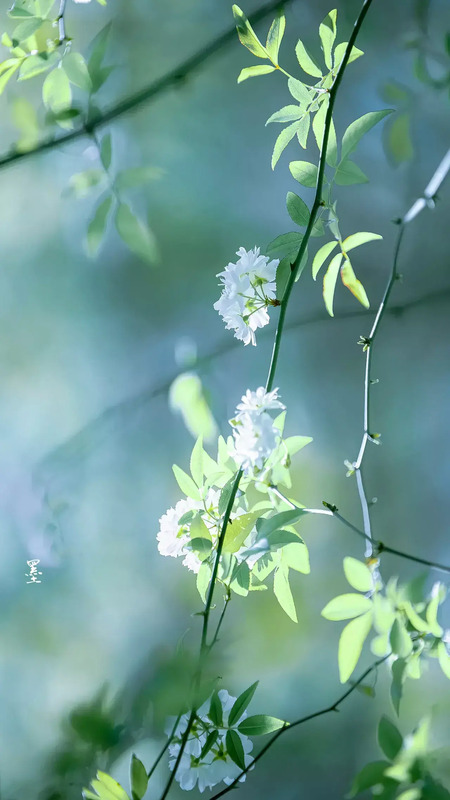 花朵图片【花朵图片唯美小清新】