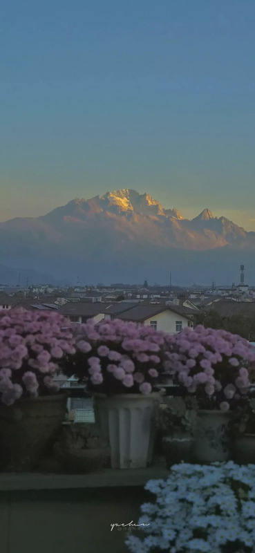 花朵图片【花朵图片唯美小清新】