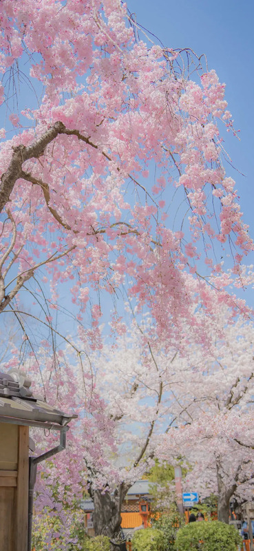 花朵图片【花朵图片唯美小清新】