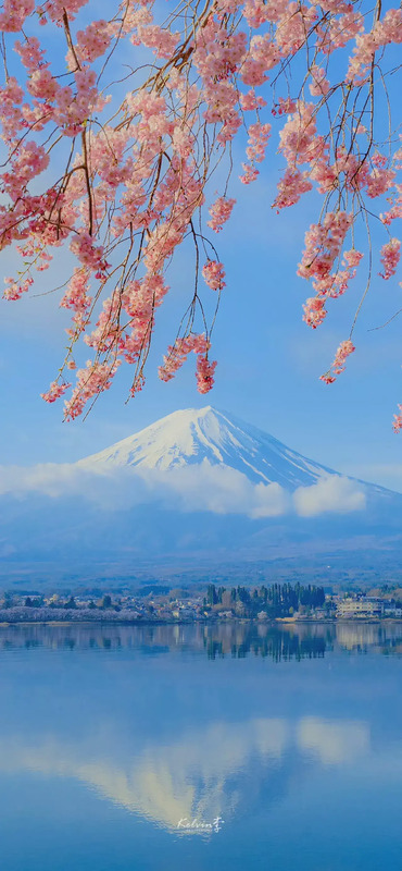 花朵图片【花朵图片唯美小清新】