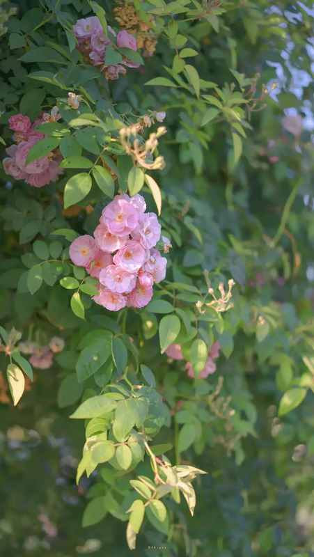 花朵图片【花朵图片唯美小清新】