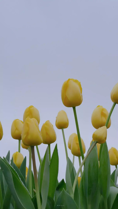 花朵图片【花朵图片唯美小清新】