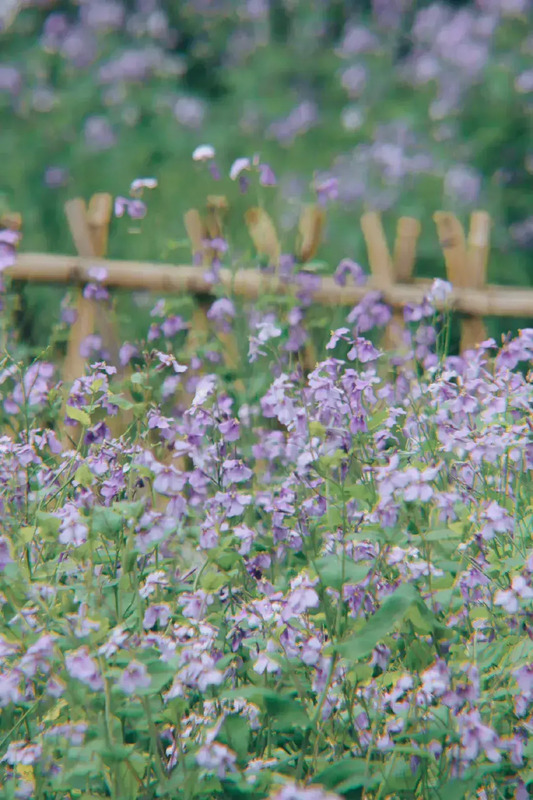 花朵图片【花朵图片唯美小清新】