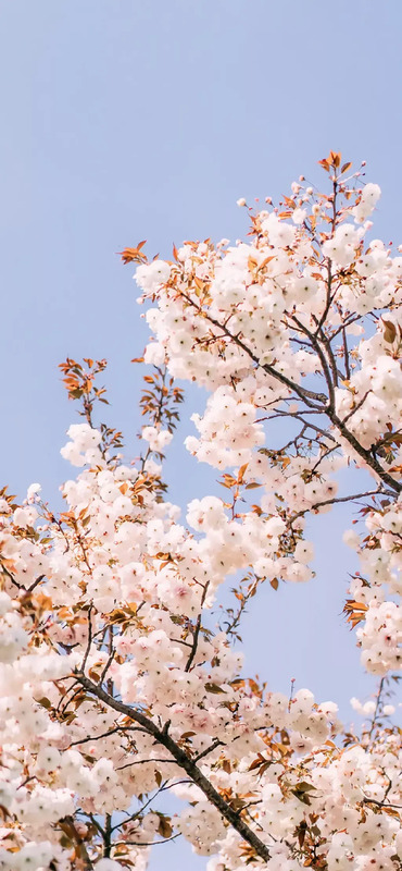 花朵图片【花朵图片唯美小清新】