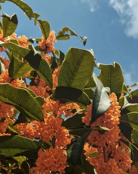 花朵图片【花朵图片唯美】