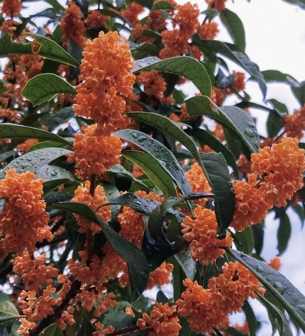 花朵图片【花朵图片唯美】