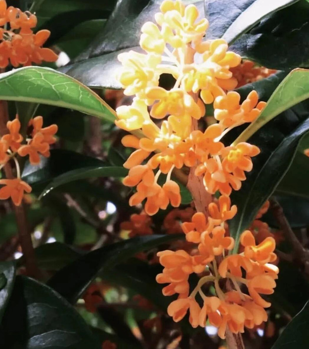 花朵图片【花朵图片唯美】