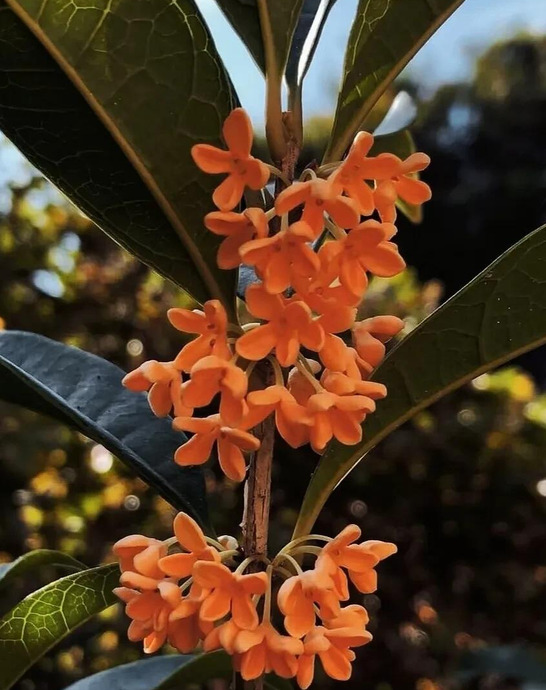 花朵图片【花朵图片唯美】