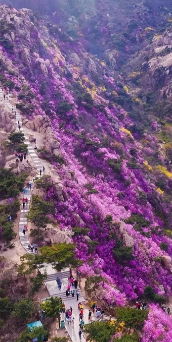 花朵图片唯美【花朵图片壁纸】