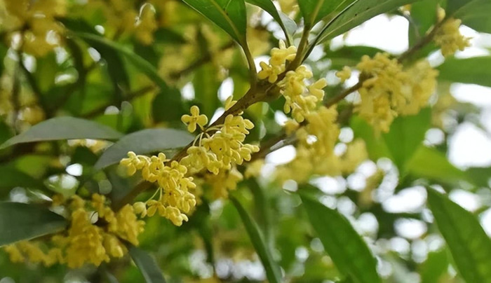 花朵图片唯美【花朵图片大全真实照片】